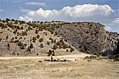 Hoces del ro Riaza, Montejo Spagna - Un gregge di pecore attraversa la meseta.